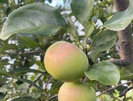 Ошибки в употреблении яблок, которые лишают вас витаминов: советы опытного гастроэнтеролога