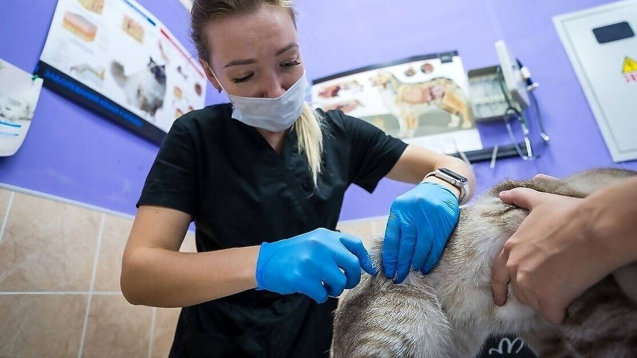 Главная картинка новости: В Коми стерилизовали почти 1200 животных в рамках благотворительной акции