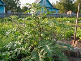 Ваш огород в опасности: этот сорняк не берет даже химия. Рассказываю, как избавиться от опасного растения, пока не стало слишком поздно