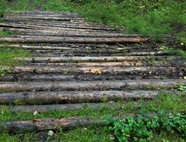 Лесозаготовитель из Коми лишился земли за долг в 4 миллиона из-за незаконной вырубки