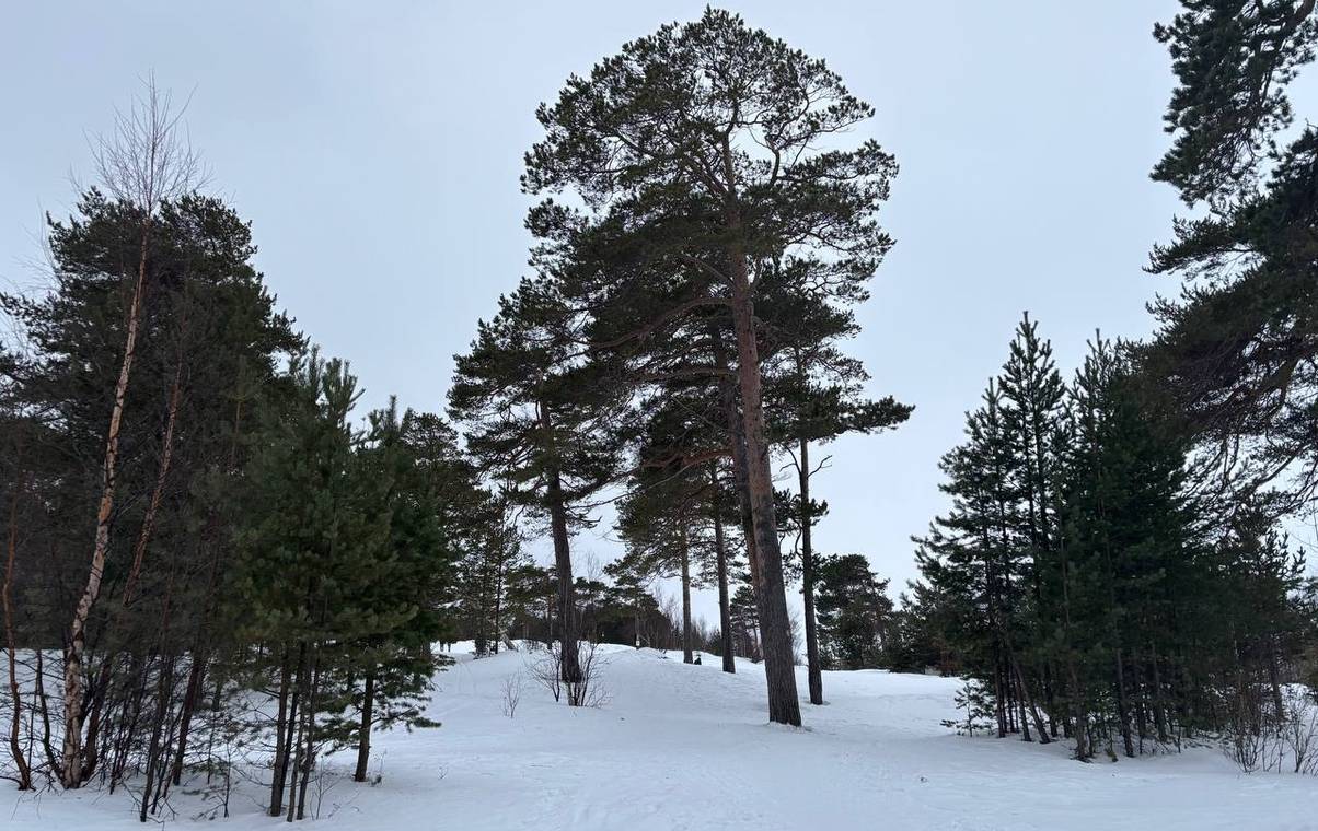 Прогноз погоды на 12 февраля: Коми ждут и морозы до -32°, и комфортные -9° со снегом