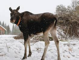 Коми получила 30 миллионов на спасение уникальной лосиной фермы