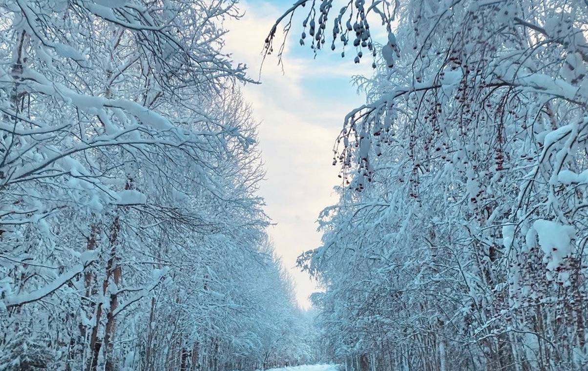Коми ждет потепление и небольшой снег: прогноз погоды на 18 февраля