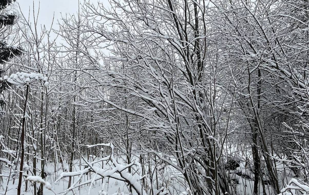 Прогноз на 20 февраля: погода в Коми проявит температурные контрасты от – 7 до – 40 градусов