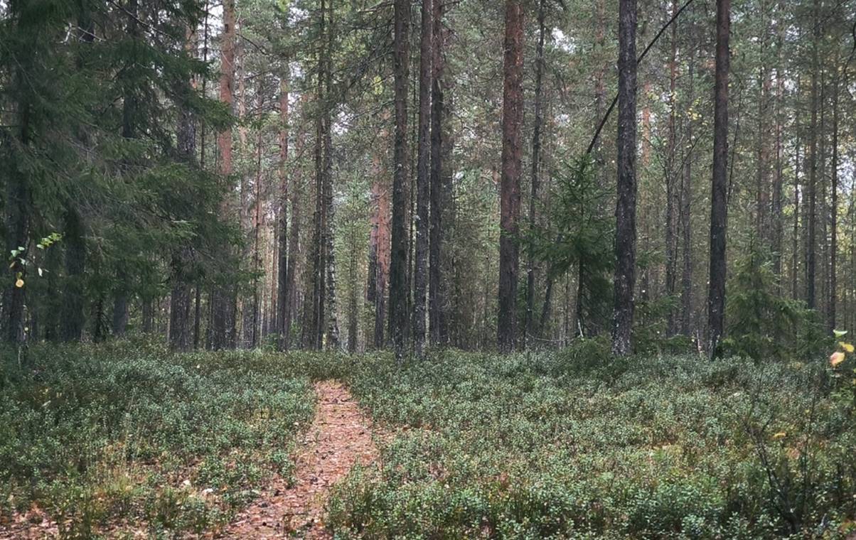 Рослесхоз нашёл более 300 нарушений в 15 регионах, Коми — в списке