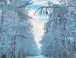 Владимир Путин дал указания по поводу трассы Сыктывкар - Нарьян-Мар