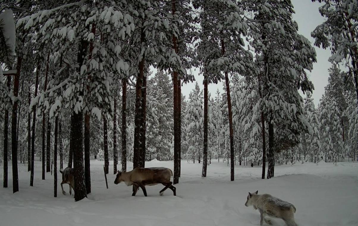 В Коми учёные получили фотоподтверждение обитания диких оленей в “Дзерваде”