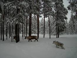 В Коми учёные получили фотоподтверждение обитания диких оленей в “Дзерваде”