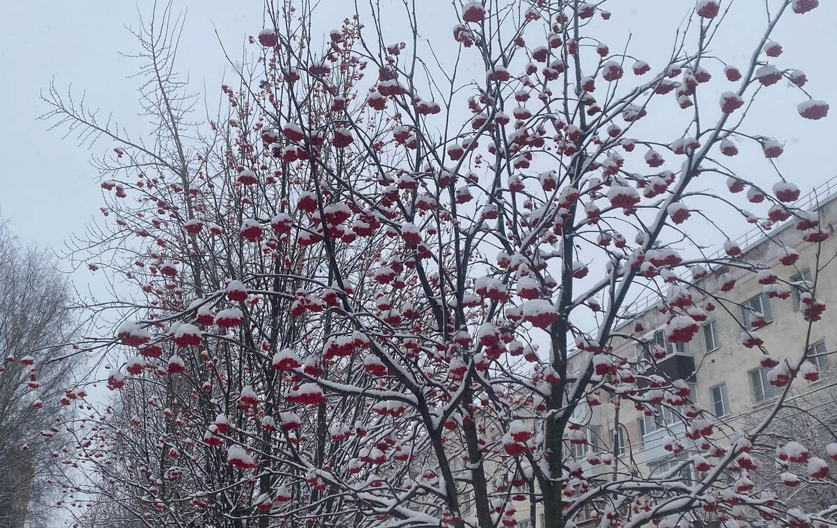 Коми ждут перепады температур днем и ночью и снегопад: прогноз погоды на 8 февраля