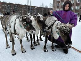 В Коми праздник «Тэрыб кöр» собрал оленеводов и интинцев