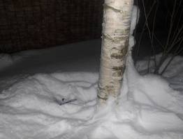 Патруль ГАИ прервал «тихую охоту» на наркотики в лесу под Сыктывкаром