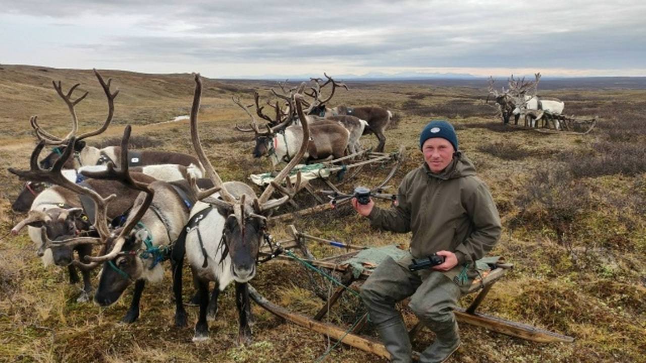 В Коми 70-тысячное стадо оленей возьмут под контроль с воздуха
