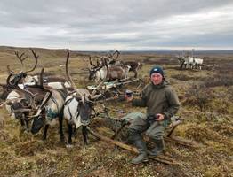 В Коми 70-тысячное стадо оленей возьмут под контроль с воздуха