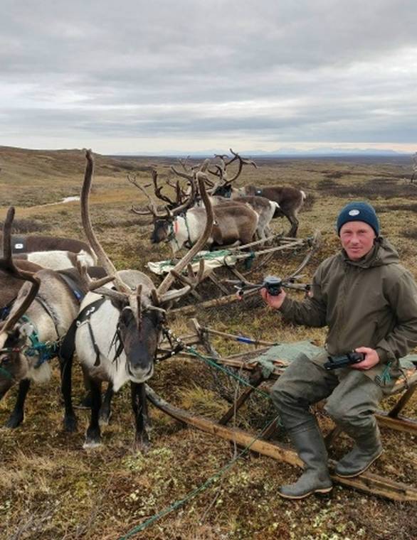 В Коми 70-тысячное стадо оленей возьмут под контроль с воздуха